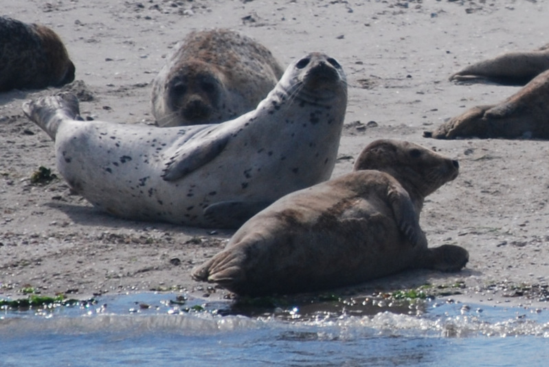 Texel - Zeehonden