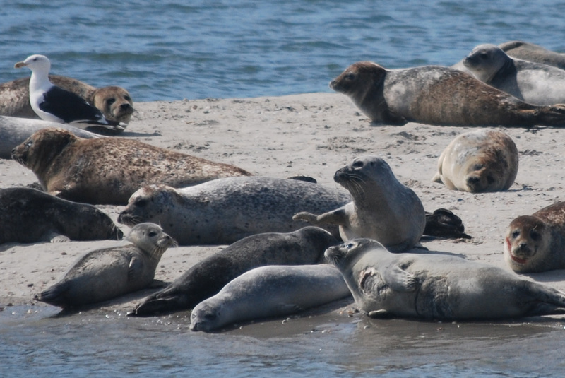 Texel - Zeehonden