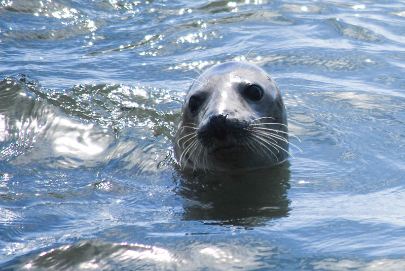 Texel - Zeehond