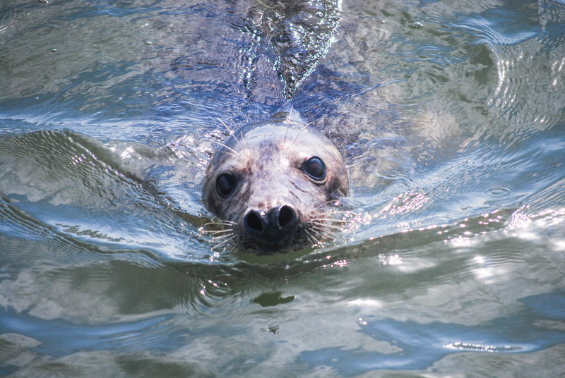 Texel - Zeehond