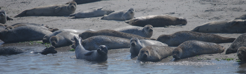 Texel - Zeehonden