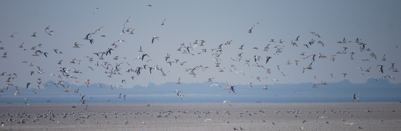 Texel - Meeuwen boven zandbank