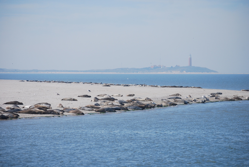 Texel - Zeehonden op zandbank met vuurtoren op de achtergrond