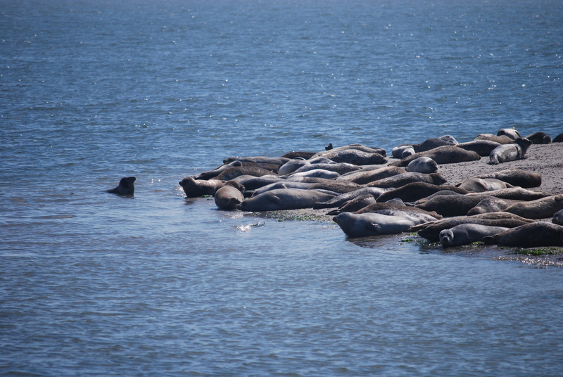 Texel - Zeehonden