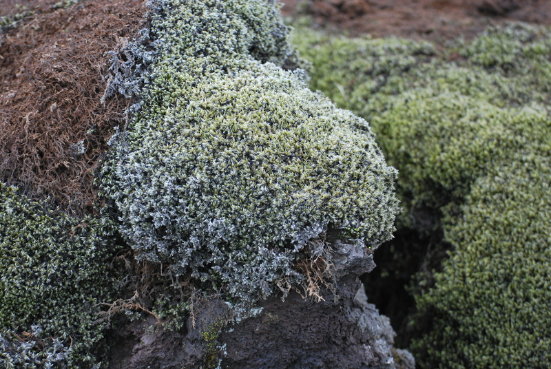 Bemoste lava velden