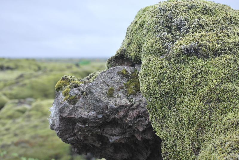 Bemoste lava velden