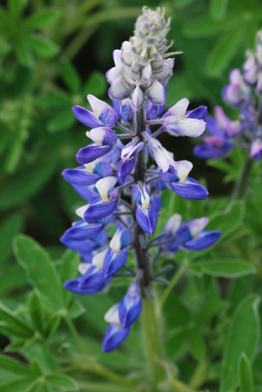 Lupine