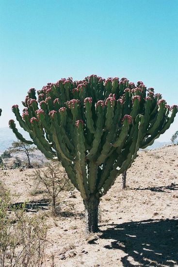 Cactus