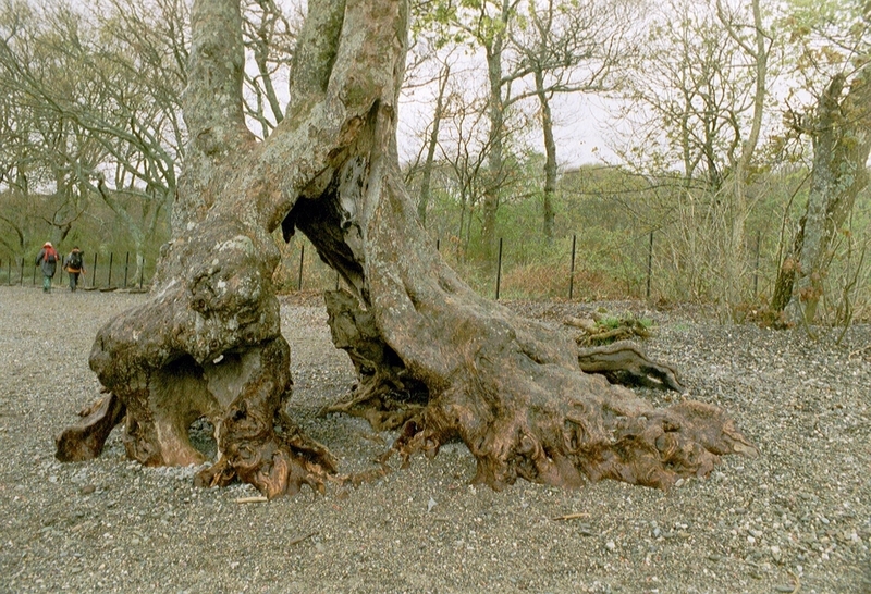 Boomstronk op oever Loch Lomond