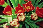 Een verzameling van natuurfoto's. Bloemen, bomen, dieren en landschappen.