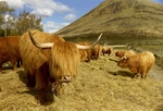 West Highland Way is een wandelroute van Milngavie bij Glasgow naar Fort William met de Ben Nevis. Lengte: 152 km. Duur: 6 tot 9 dagen.