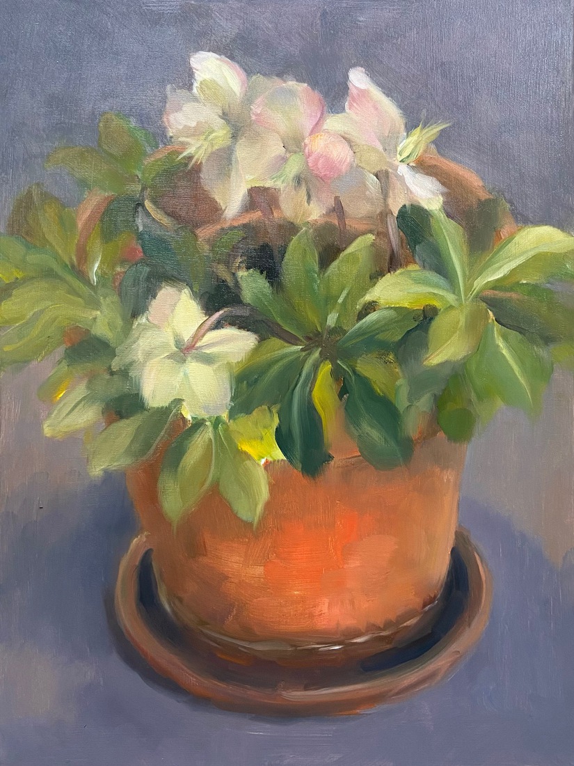 Helleborus