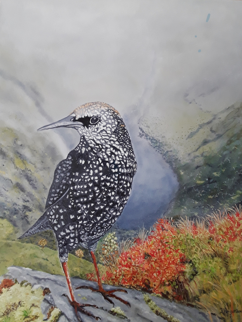 staer i ro.... bird at rest