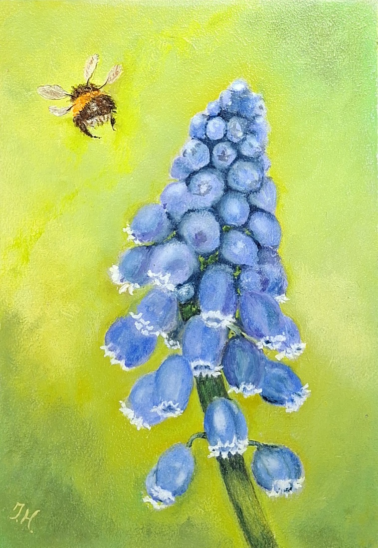 blue grape hyacinths with bee