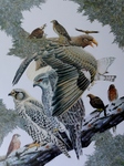 afbeeldingen van (meestal) vogels uitgeknipt en opgeplakt met getekende achtergrond en takken, vruchten etc.
