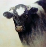 Verschillende koeien eerst getekend daarna in olieverf geschilderd.