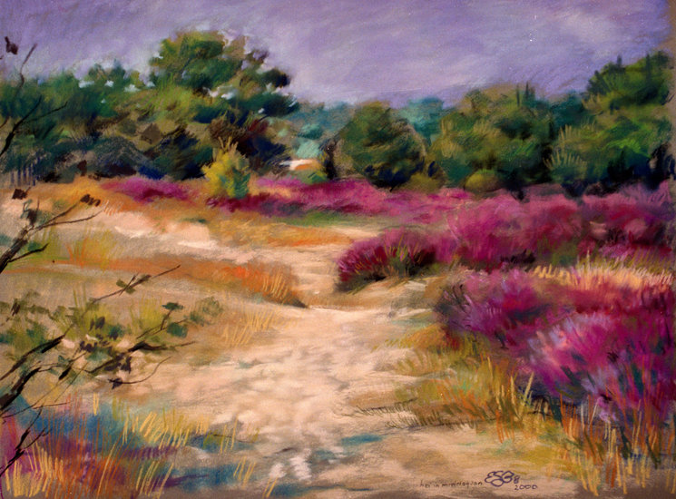 Heide in de middagzon