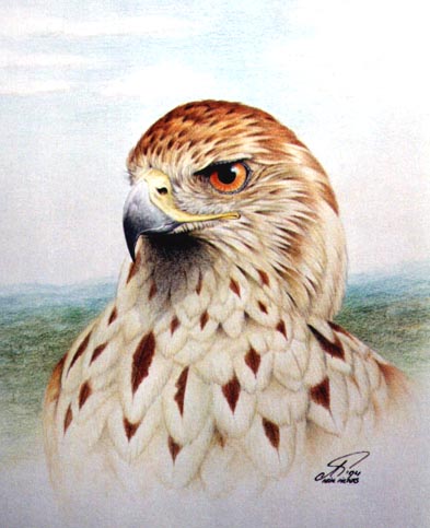 Buizerd