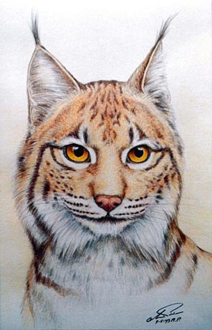 Lynx