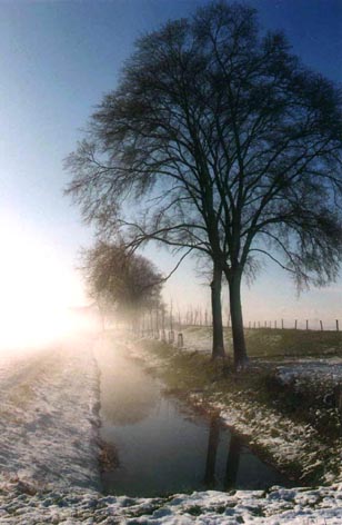Oude iepen in ochtendmist