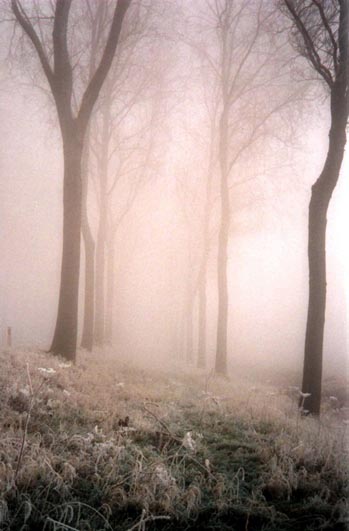 Populieren in de mist