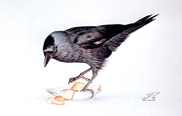 Kauwtje met appelschil