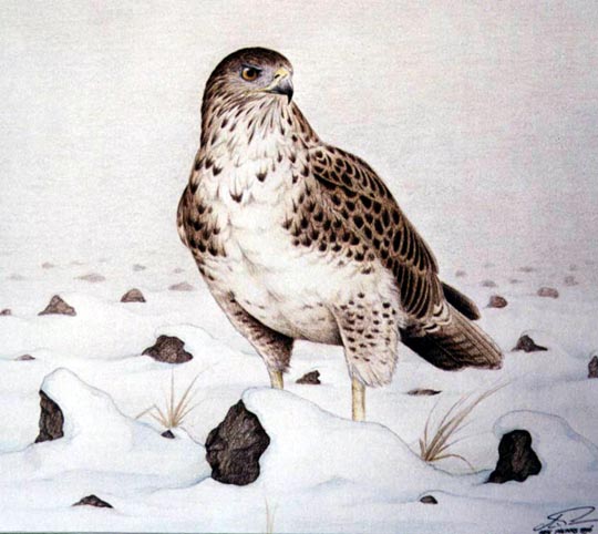 Buizerd op besneeuwde akker