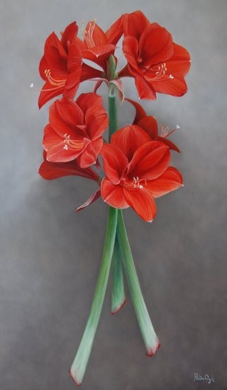amaryllis