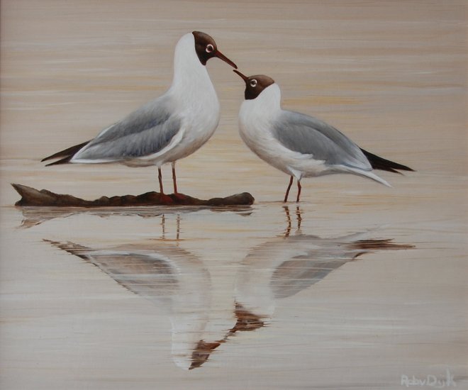 verliefde kokmeeuwen