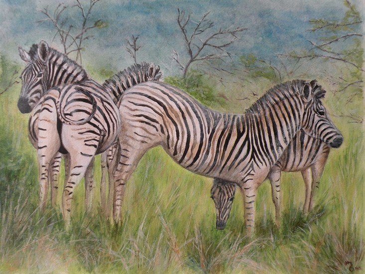 Zebra's in Zuid Afrika