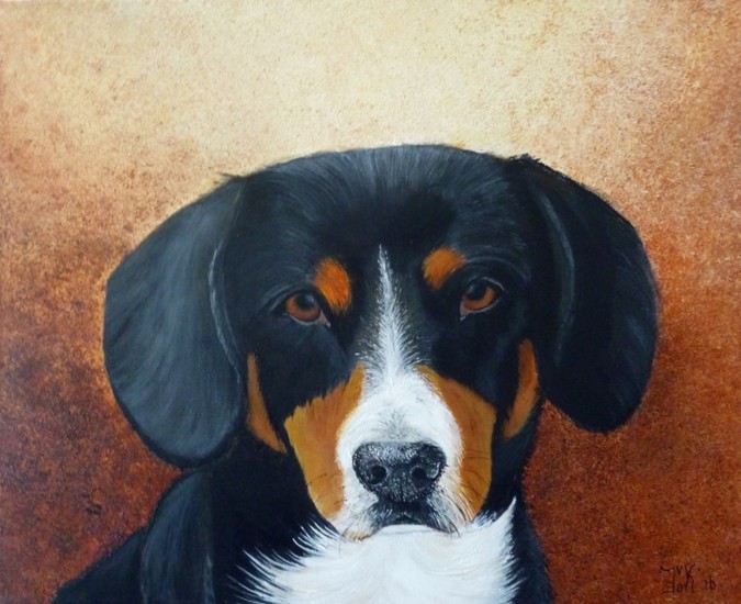 Entlebucher Sennenhond (Bobbie)