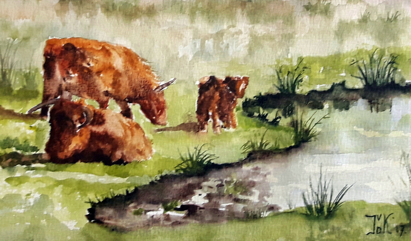 Schotse hooglanders