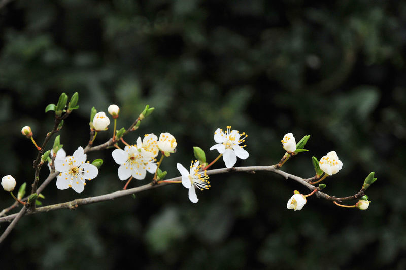 Nijmegen Goffert 2, Nederland
