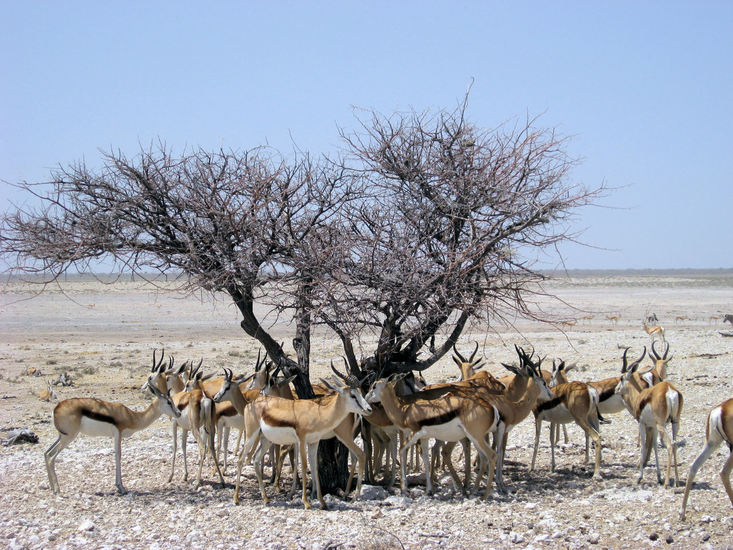 Etosha park, Namibie