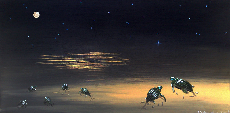 Schildpadjes op het strand