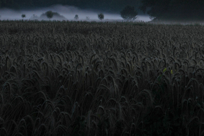 voor het ochtendgloren