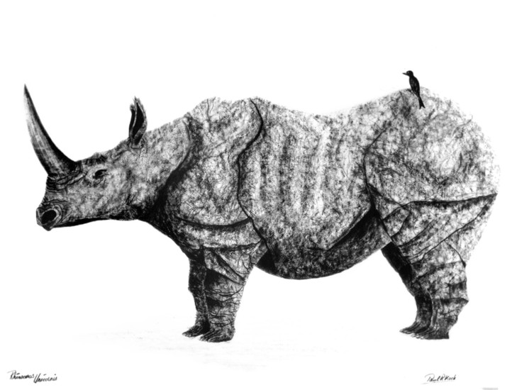Rhinoceros