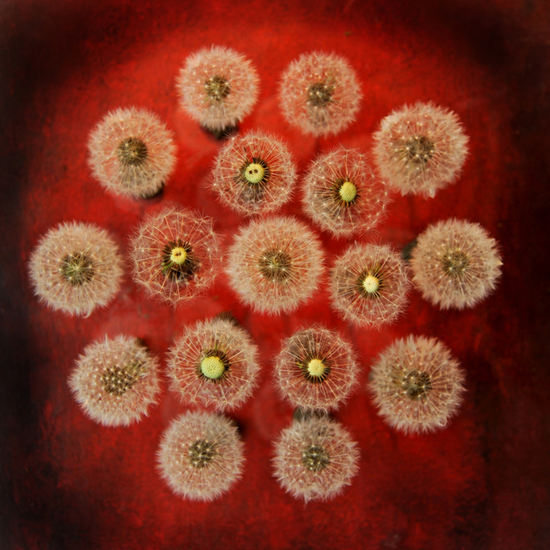 Dandelion circle 2