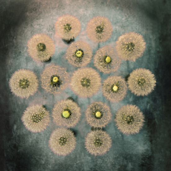 Dandelion circle 1