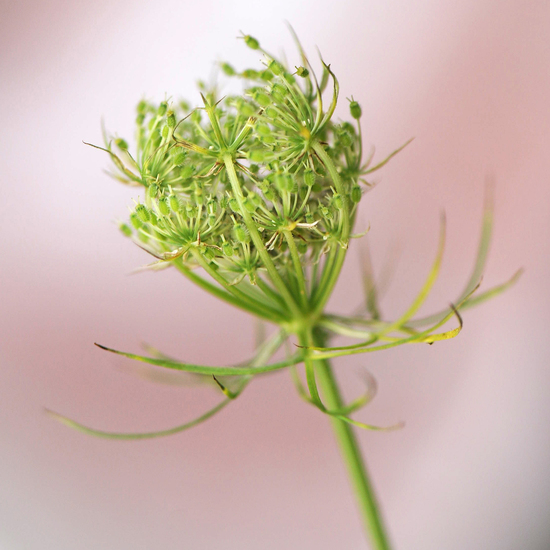 Daucus carota 1