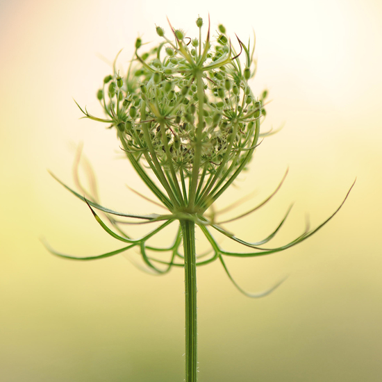 Daucus carota 3