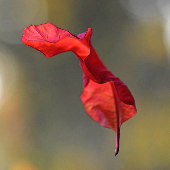 Autumn leaf