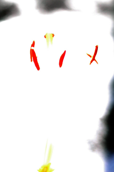 #15