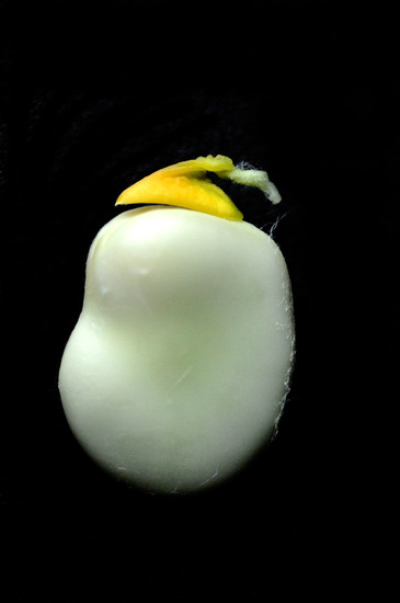 Pinguin
