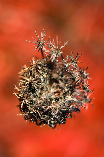 Nest