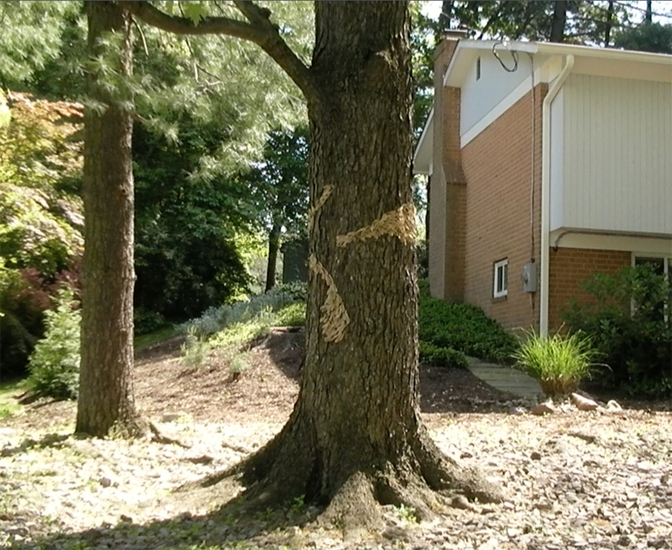 installation of samaras on a tree