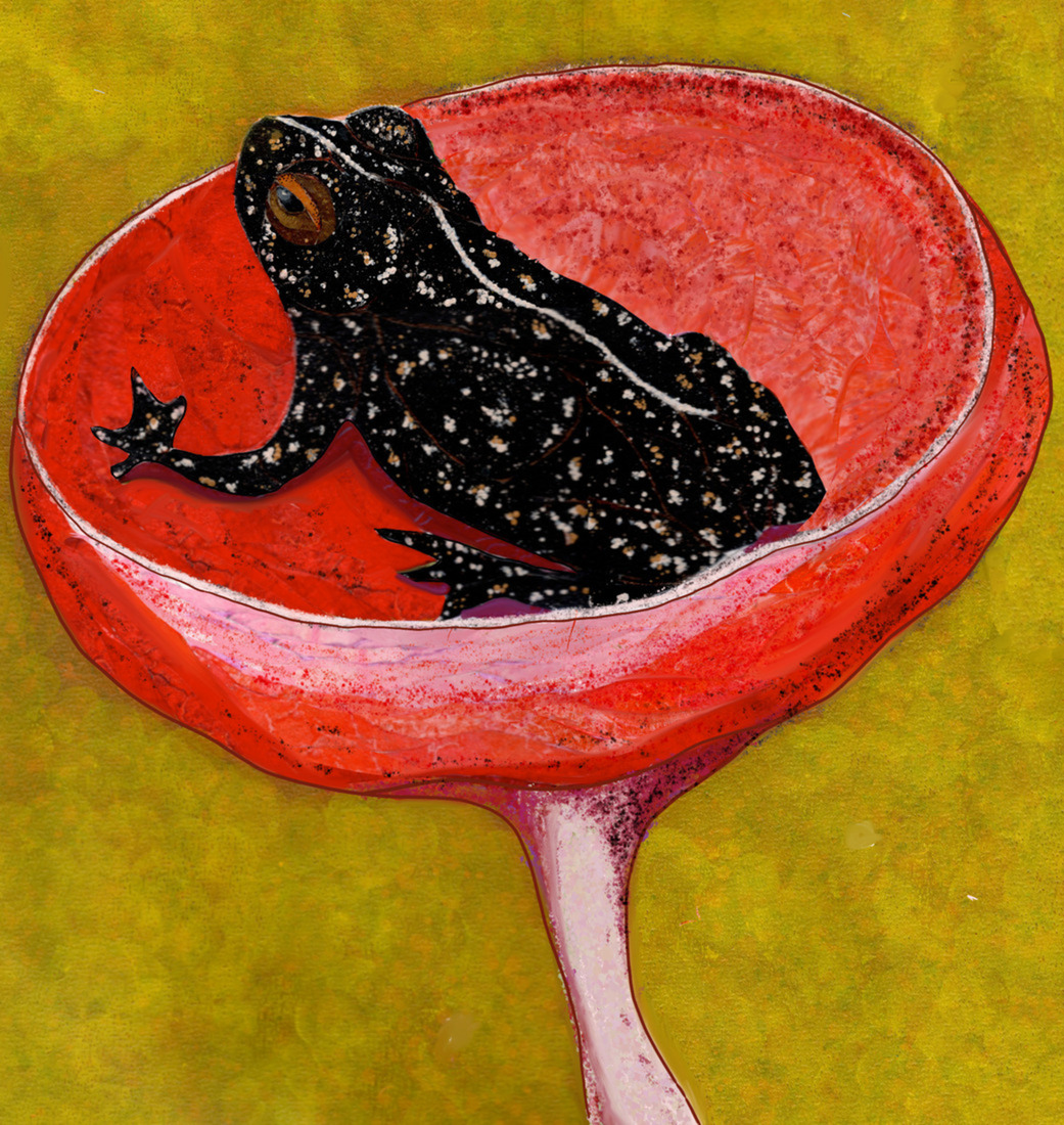 Frog