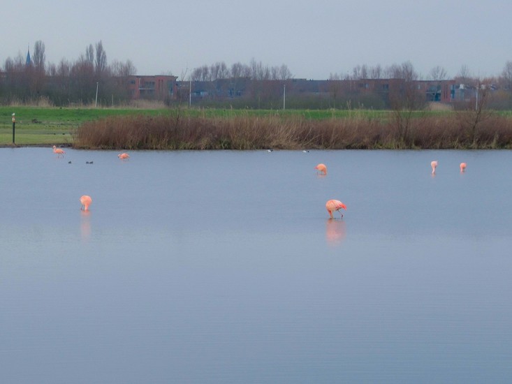 7 flamingo's