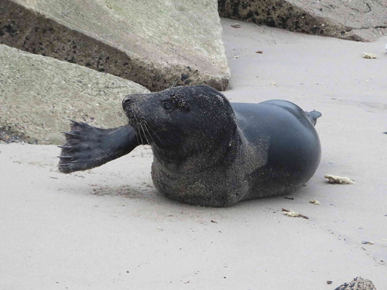 Zwarte zeehond