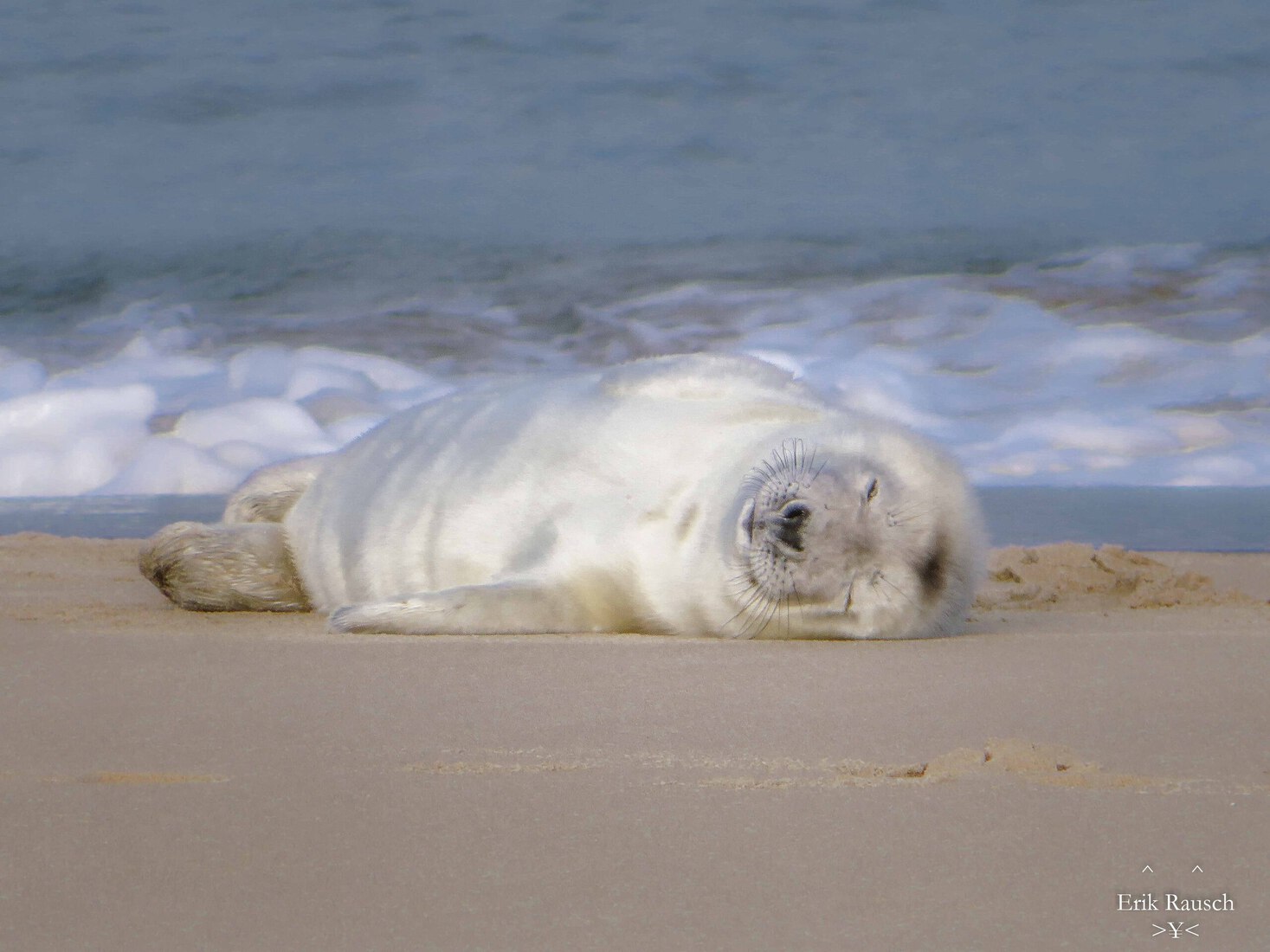 Baby Zeehond